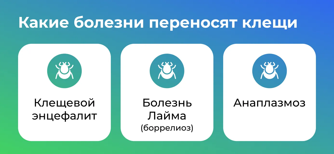 Какие инфекции переносят клещи